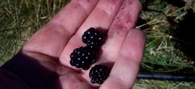 hand with three blackberries