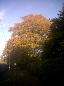 IMG00699-20141008-1044