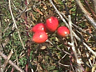 IMG01262-20151016-1502