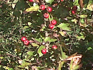 IMG01260-20151016-1501